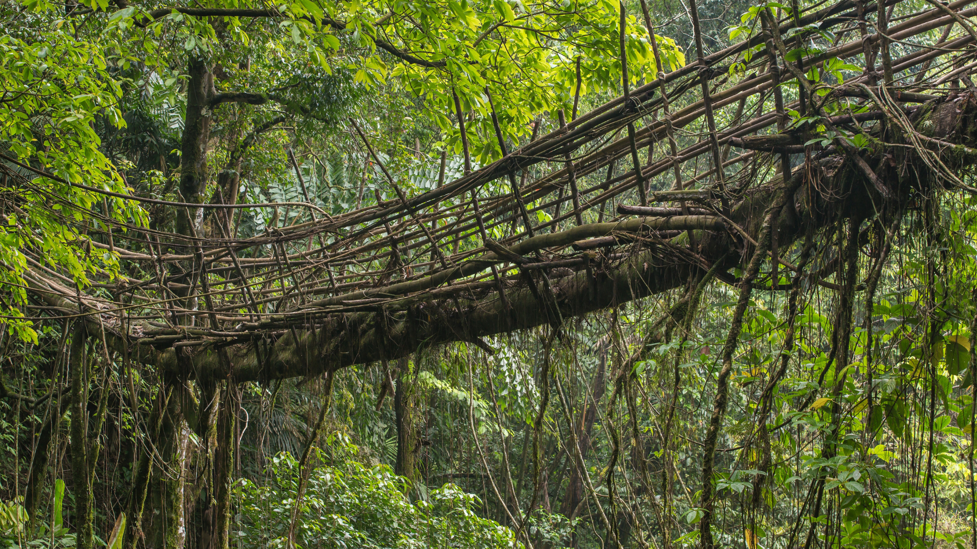 Ficus Bridge in nature